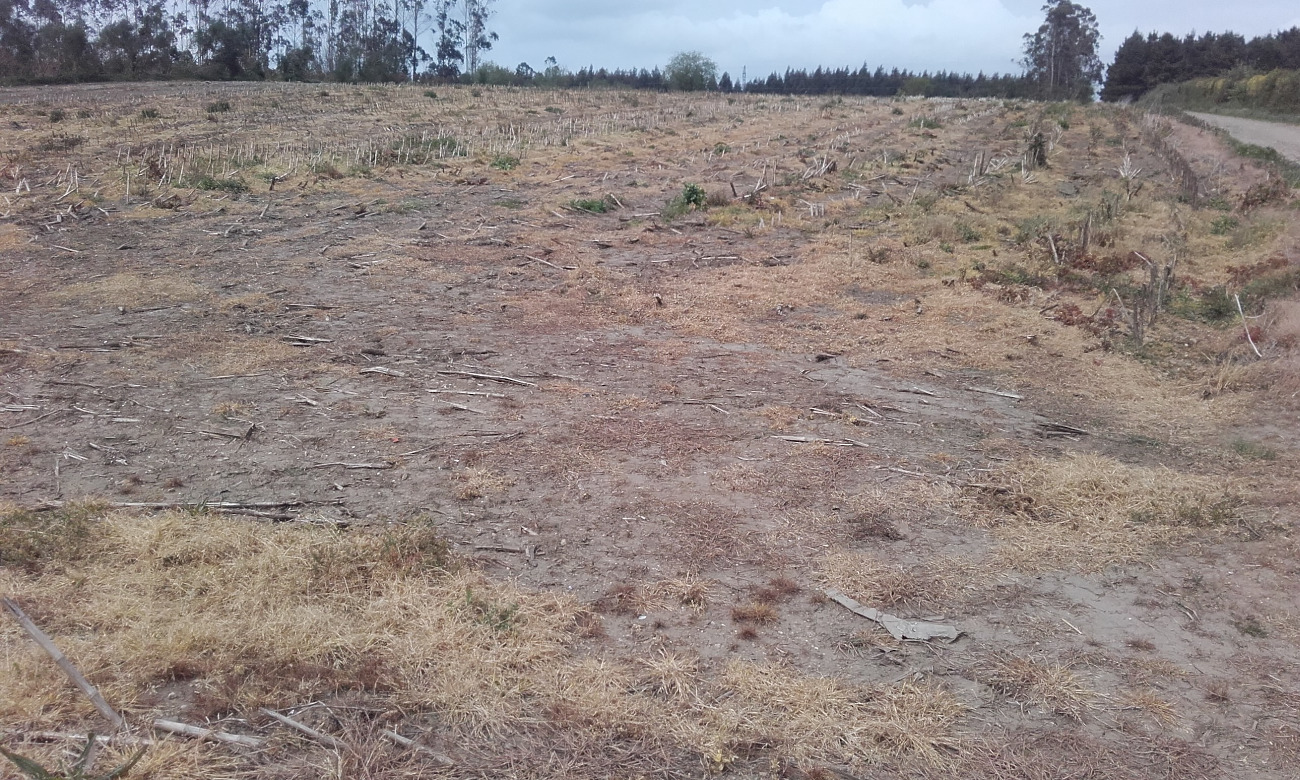 Finca sin cultivar en invierno después de maíz, quemada en abril con herbicida total para poder sembrar maíz de nuevo.