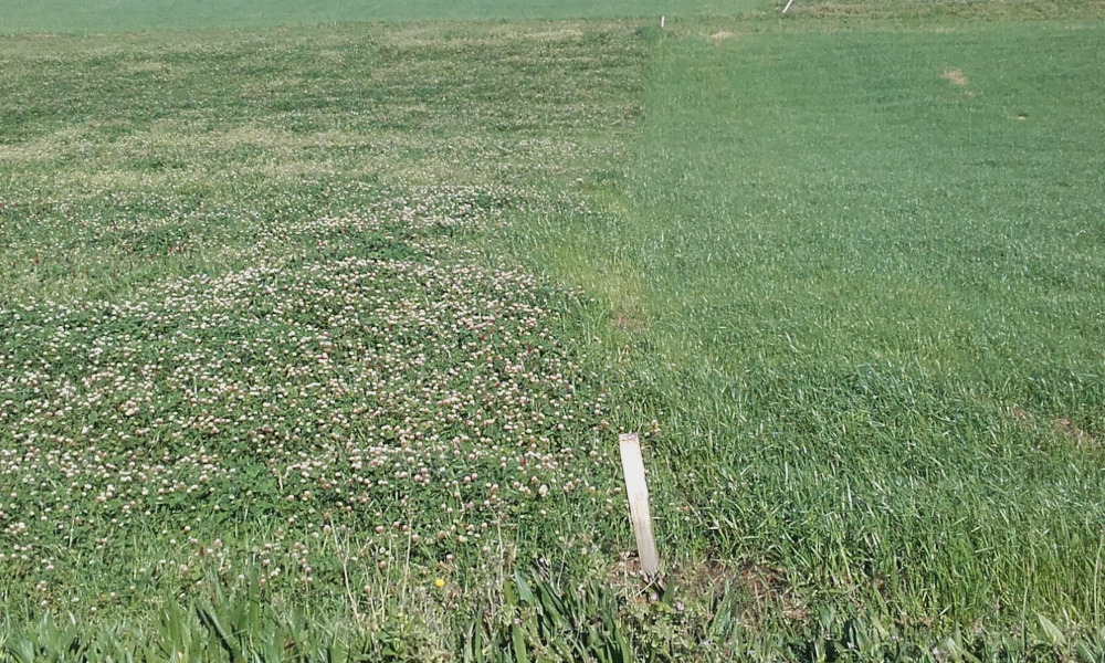 Parcelas sementadas con cultivo de inverno despois de millo. Á esquerda mestura de raigrass híbrido, con 3 leguminosas anuais e á dereita raigras italiano alternativo donde xa se deu un corte e foi fertilizada para o segundo. Foto: CIAM