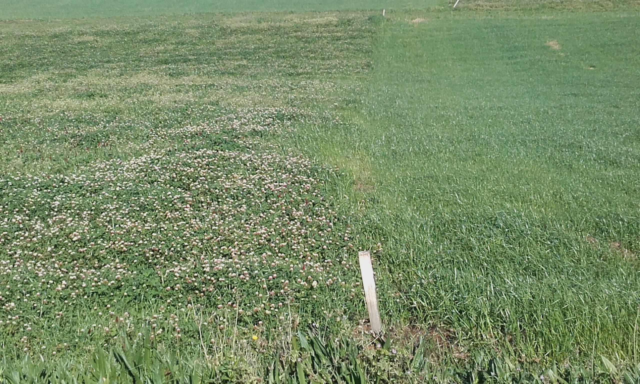 Parcelas sembradas con cultivo de invierno después de maíz. A la izquierda mezcla de raigrass híbrido, con 3 leguminosas anuales y a la derecha  raigras italiano alternativo donde ya se dio un corte y fue fertilizada para el segundo.