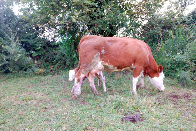 GANDERIA LABRADOR SC (Monterroso) fleckvieh1