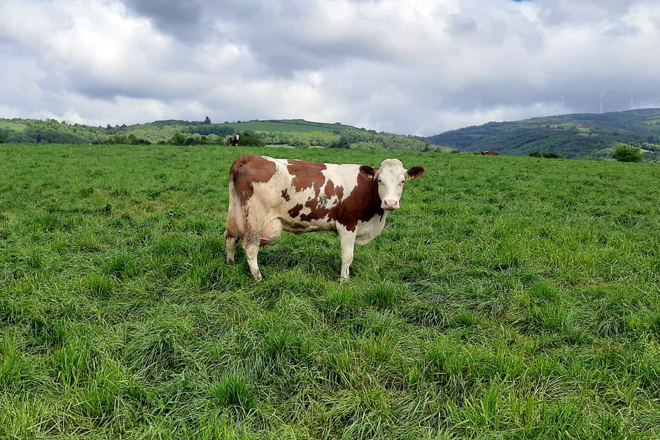Un dos animais fleckvieh da Gandería Valcárcel Láncara SL