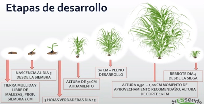 Grafico crecimiento pasto Siambasa