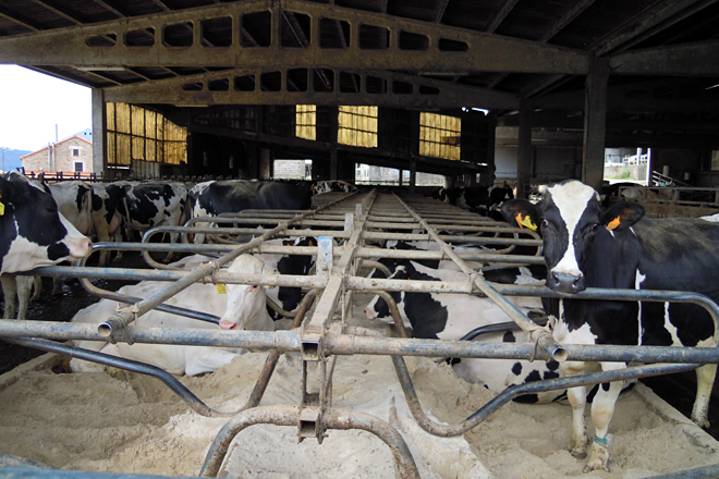 Lote de baixa producción, con cama de area