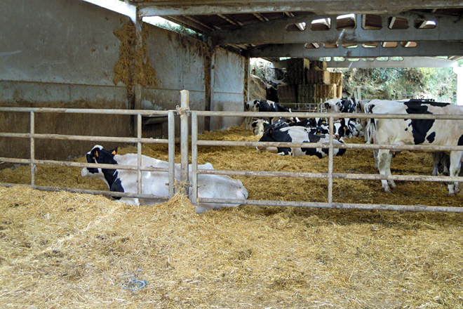 Lote de postparto, onde teñen as vacas durante o primeiro mes da lactación