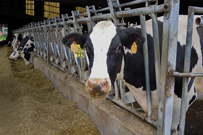 Buscan altas dixestibilidades no silo de millo e proteína no de herba