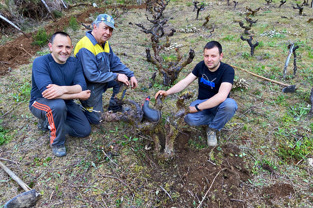 Héctor e José xunto a José María, o seu pai, nunha das viñas que teñen en Coea, en Navia de Suarna