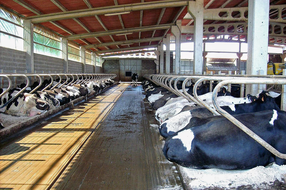 Nave de produción. Nas camas empregaban area pero pasáronse ao carbonato