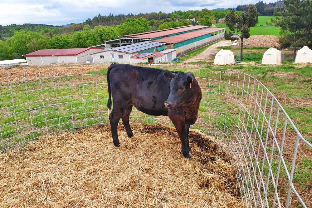 Pretenden reunificar a recría e reubicar as vacas secas para traballar máis cómodos