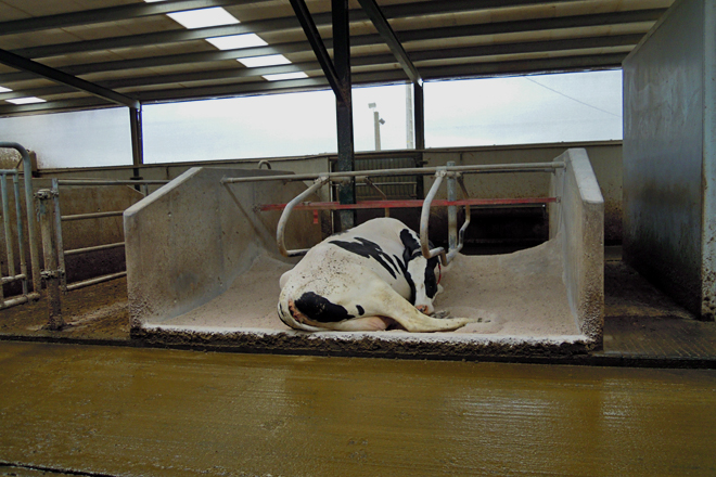 Unha vaca na zona de separación, con capacidade para seis animais