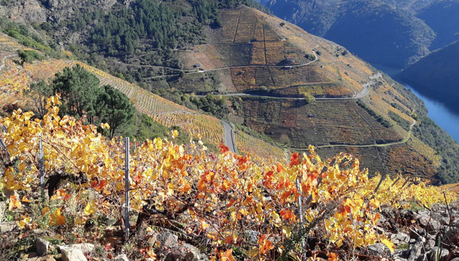 Vides-Adega-Petron-Ribeira-Sacra-Subzona-amandi-