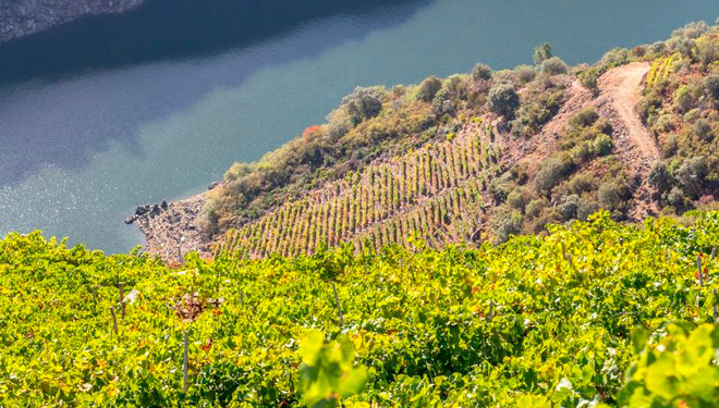 vides-bodega-petron-Rio-SIL-