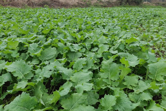 Cultivo de colza en fase intermedia