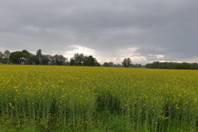 Cultivo de colza avanzado