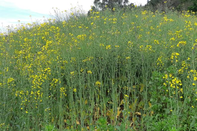 Cultivo de colza en estado avanzado