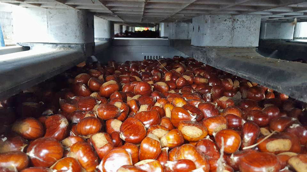 Castañas no secadeiro, onde pasan uns 10 días