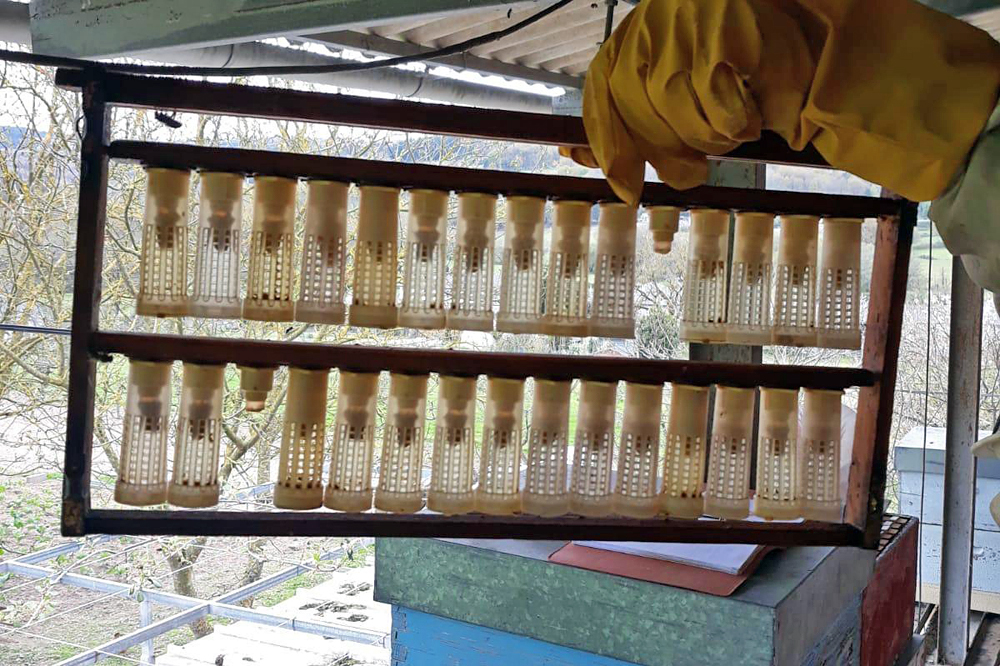 Cría de raíñas para facer núcleos para repoñer baixas e vender a outros apicultores