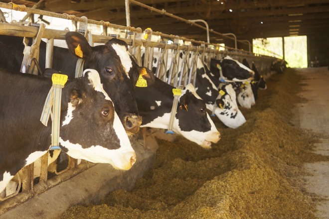 Vacas da Casa Fernando