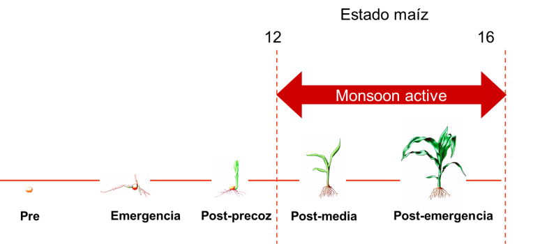 MONSOON BAYER