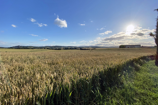 Un dos campos de cereal que cultivan. En total traballan 220 hectáreas nas que botan trigo, cebada, avea e leguminosas