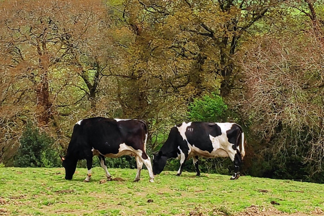 Vacas en Casa Grande de Xanceda
