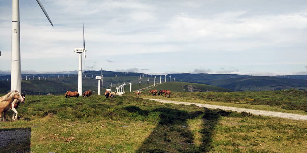 Na Serra do Xistral os cabalos axudan a manter limpo o monte no que foron instalados os muíños de vento