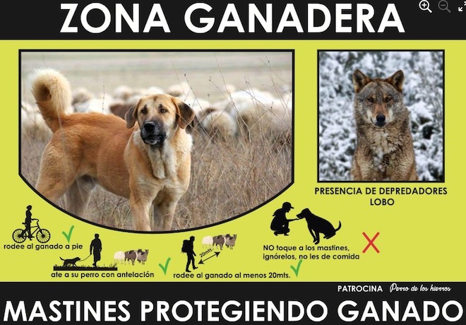 cartel mastins ganderias de ovino