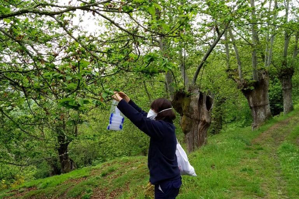 Solta do antídoto natural da avispiña, o Torymus Silensis, en castiñeiros xestionados por Amarelante