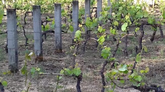 Danos en viñas feitos por xabaril