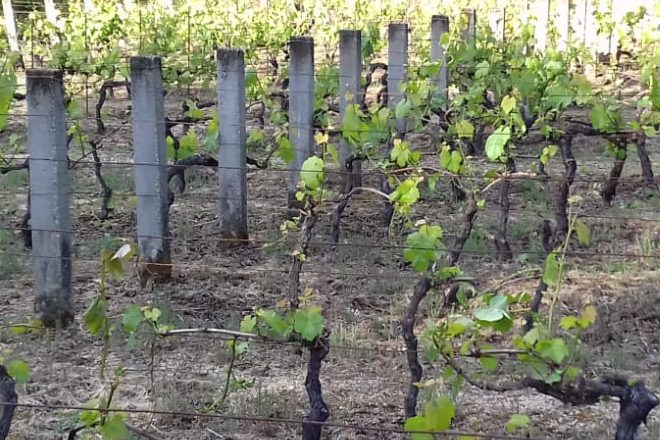 Danos en viñas feitos por xabaril