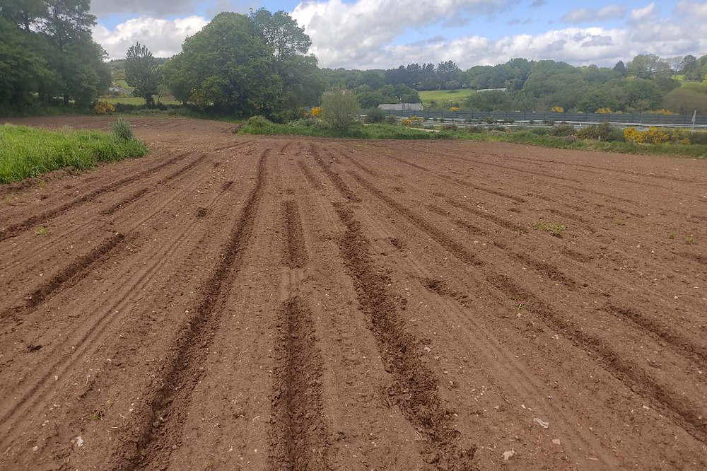 Danos provocados polos xabaríns en terras labradas estes días con millo na zona de Palas de Rei