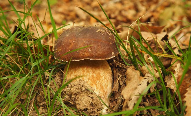 Boletus edulis de la Sierra del Courel