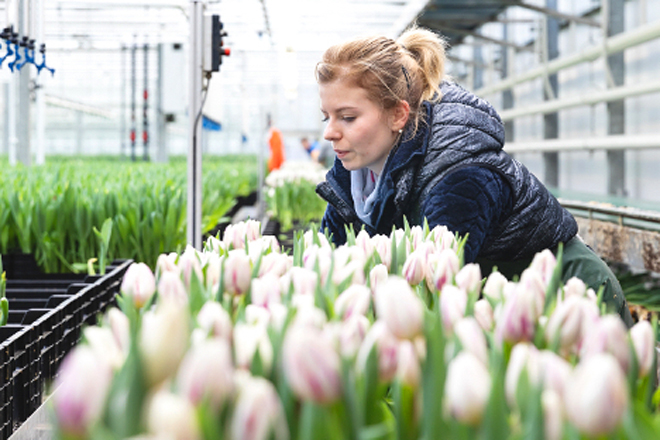 Una productora de tulipanes de los Países Bajos que suministra a la empresa catalana