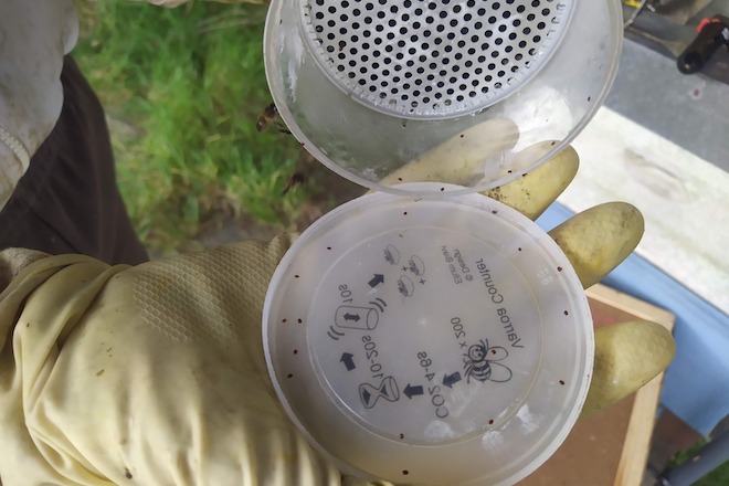 recuento de varroa -seleccion xenetica abeja gallega