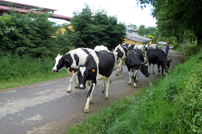 As vacas de Gandería Zapateiro camiño do pasto. Trala concentración, terán que andar menos