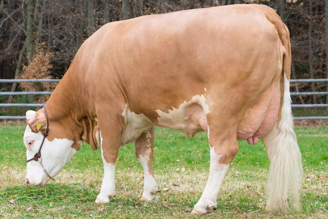 A musculatura descríbese nas extremidades posteriores (coxa) análogas ao sistema de calidade EUROP. O valor característico medio correspóndese á clasificación comercial R cunha forma recta. Desexado é unha musculatura convexa da anca.