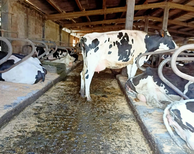 Cubículos da Gandería Gayoso, que emprega palla nas camas