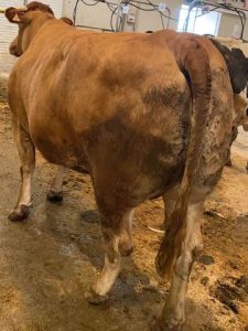 Vaca Record Central Agropecuaria de GAlicia 5418 euros