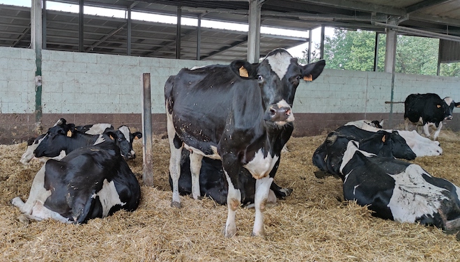 As xovencas e as vacas secas téñenas en cama quente para un maior confort dos animais.