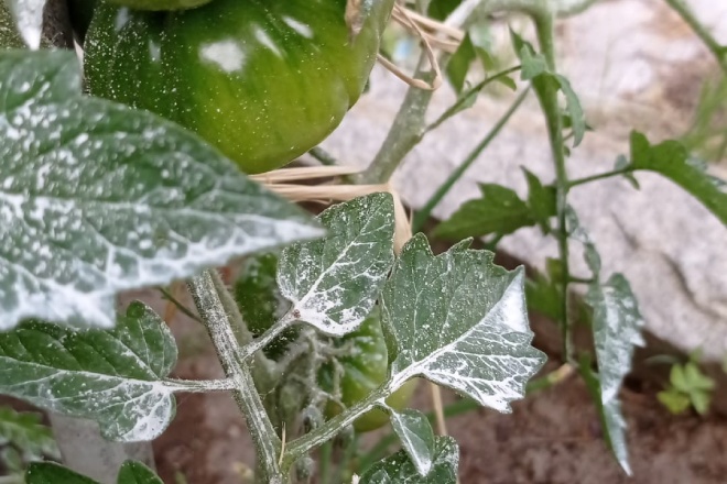 Terra de diatomeas aplicada sobre un cultivo de tomates