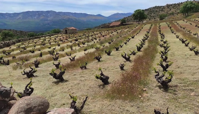 Cuberta vexetal espontánea nun viñedo vello de Garnacha na Serra de Gredos, Ávila.