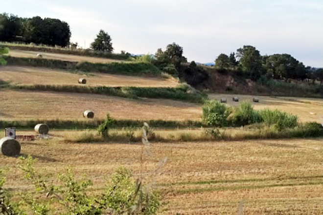 En la pradera permantente siembran una combinación resistente a la sequía