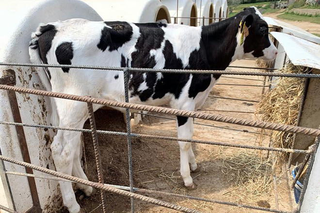 A los 8 días de vida realizan la prueba genómica a todos los animales que nacen para conocer su potencial en producción y otros aspectos