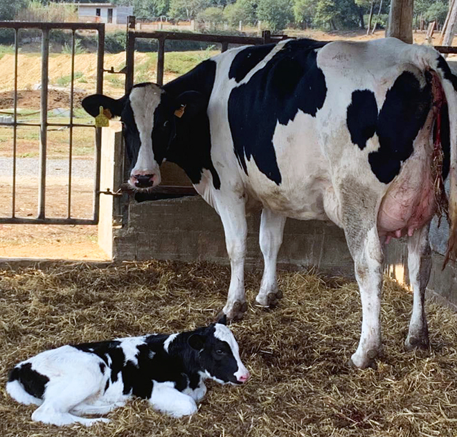 Thos Duke Llumina que fue nº1 de vacas genómicas de Conafe en la paridera de la granja