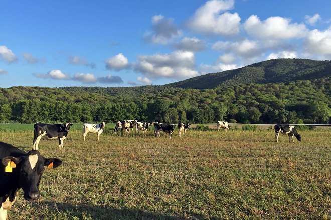 Novillas en el pasto al lado de la explotación 