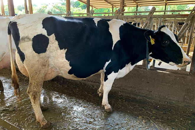 En la selección genética priorizan producción de litros de leche, ubres y salud podal