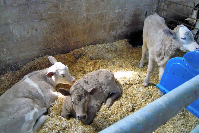 Machos de raza Inra, un cruce cárnico que aplican a las vacas de más de dos partos