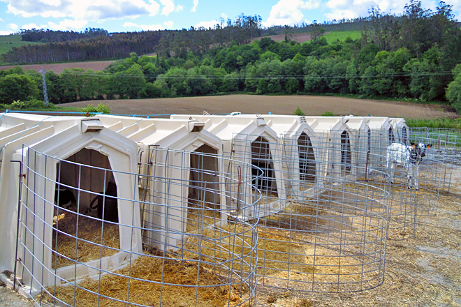 Zona de boxes para as becerras pequenas, que son trasladadas á Granxa Gayoso Castro ao cumprir 15 días