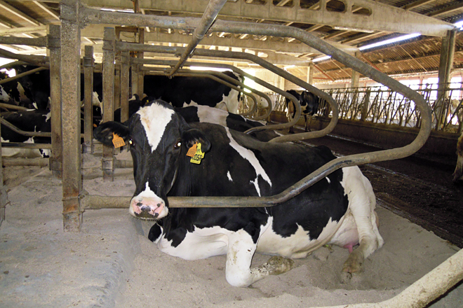 GANDERIA CID (Barreiros) benestar animal