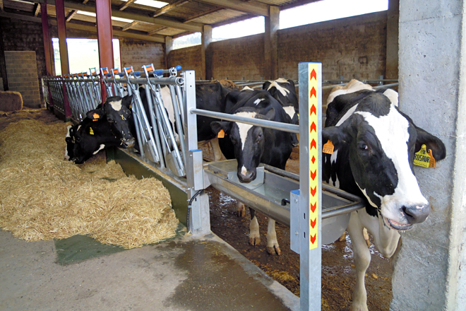 A nova zona para as vacas secas, reformada no espazo que antes ocupaban as xovencas