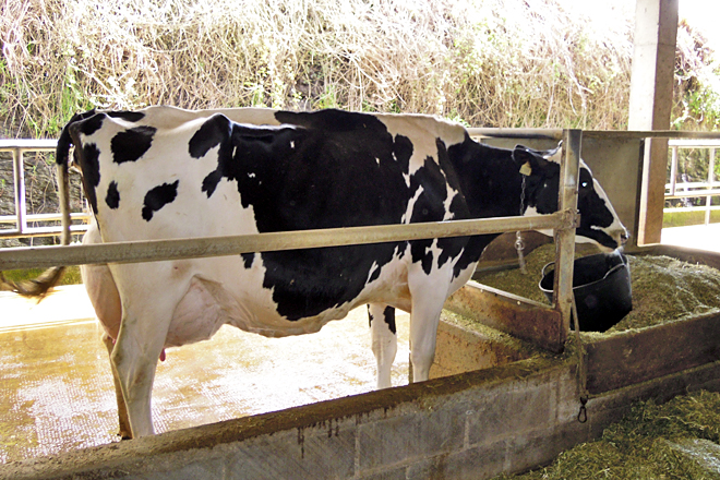 GANDERIA CID (Barreiros) zona vacas concursos